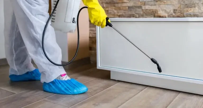 شركة مكافحة حشرات راس الخيمة 1 شركة مكافحة حشرات راس الخيمة