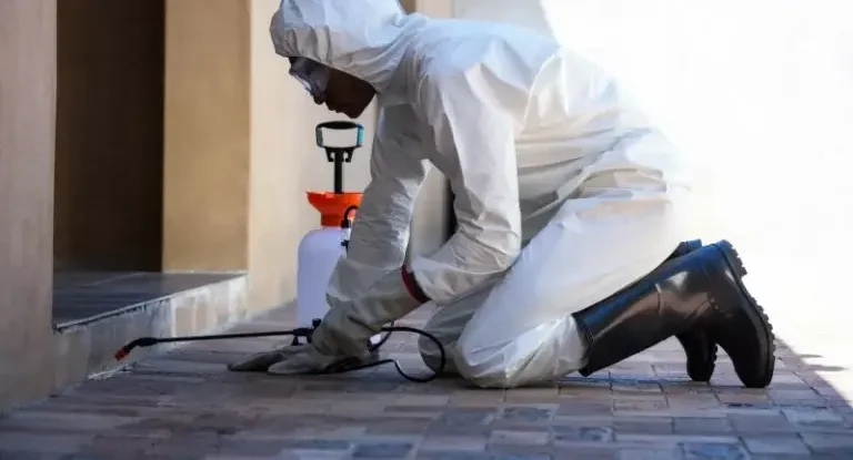 شركة مكافحة حشرات راس الخيمة 2 شركة مكافحة حشرات راس الخيمة