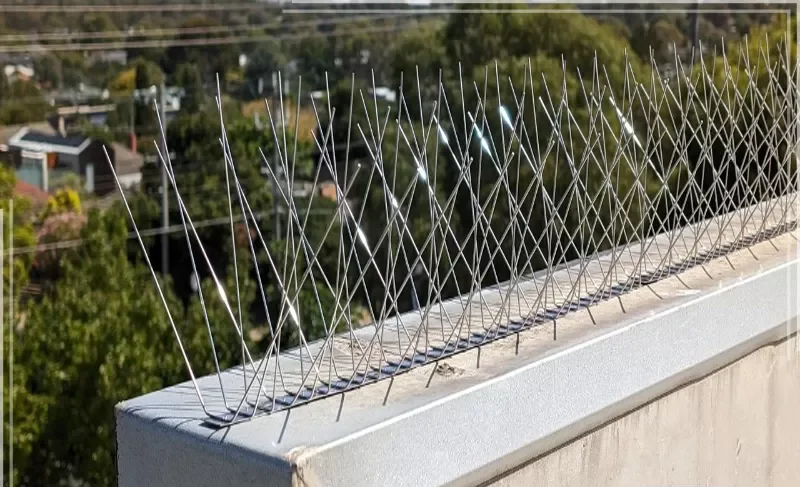 افضل شركة مكافحة الحمام في دبي افضل شركة مكافحة الحمام في دبي