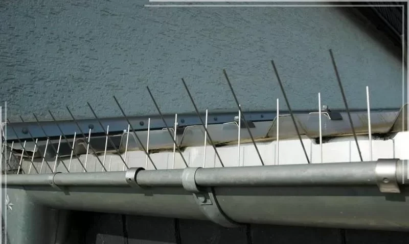 شركة طرد الحمام في دبي شركة طرد الحمام في دبي