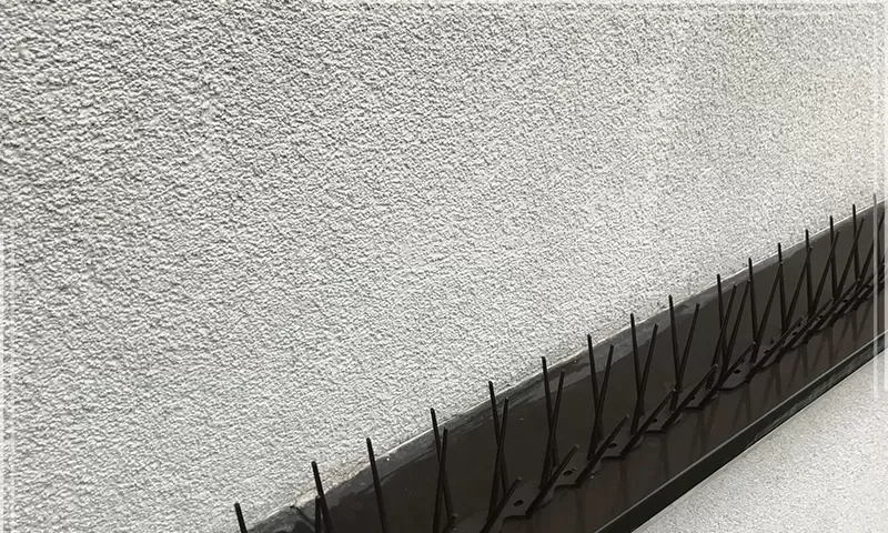 أسعار شركة مكافحة الحمام في دبي أسعار شركة مكافحة الحمام في دبي