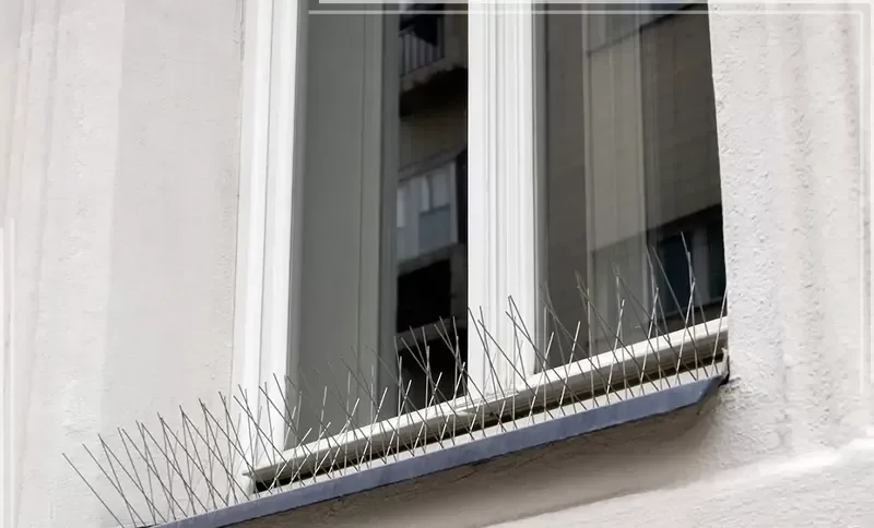 افضل شركة مكافحة الحمام في الشارقة افضل شركة مكافحة الحمام في الشارقة