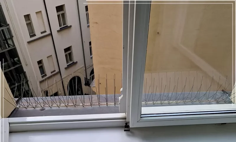 مكافحة الحشرات في الشارقة مكافحة الحشرات في الشارقة