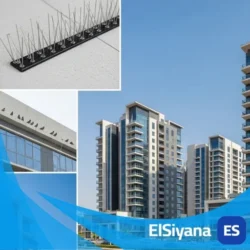 شركة مكافحة الحمام في الشارقة